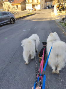 Photo de galerie - Ouchka et Ulyss les gardes du corps de gioia 