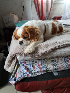 Photo de galerie - Chien de ma maman que b'aime plus que tout et que je garde et soigne des que besoin