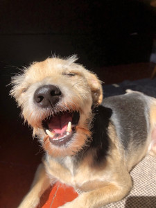 Photo de galerie - Garde animaux