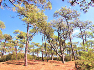Photo de galerie - Forêt de la Pierre Attelée à Saint-Brévin-les-Pins (44250)