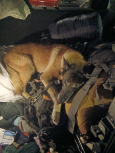 Photo de galerie - Je garde vos chien en toute sécurité 