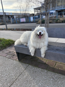 Photo de galerie - Voici Snow mon samoyède 