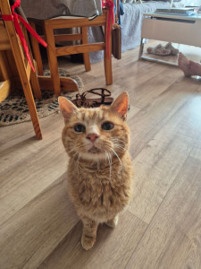 Photo de galerie - Gentil papy chat de 18 ans