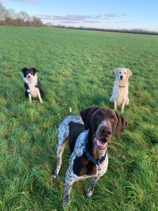 Photo de galerie - Je possède mes propres animaux, très joueurs et très gentils. 