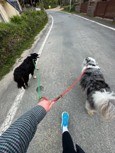 Photo de galerie - Garde animaux