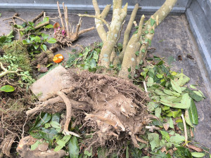 Photo de galerie - Jardinier