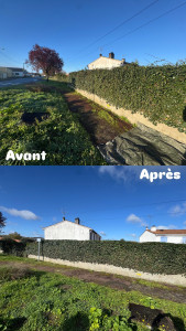 Photo de galerie - Taille d’une haie de lierre