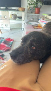 Photo de galerie - Garde chien