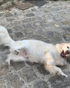 Photo de galerie - Garde