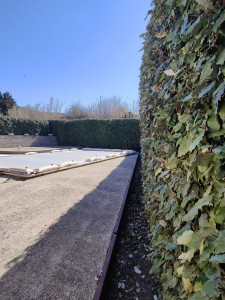 Photo de galerie - Taille de haies et d'arbustes