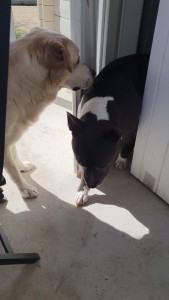 Photo de galerie - Notre chien Laska staff avec la garde du chien de mes parents labrador 