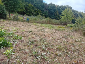 Photo de galerie - Tonte de pelouse - Débroussaillage