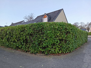 Photo de galerie - Taille d'une haie de 25 m de long
