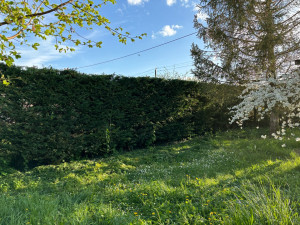 Photo de galerie - Taille d’une haie de cyprès 