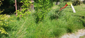 Photo de galerie - Tonte de pelouse - Débroussaillage