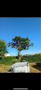 Photo de galerie - Elagage et coupe d'arbres