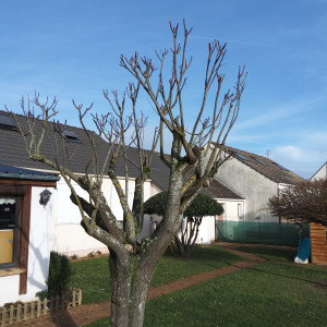 Photo de galerie - Taille .