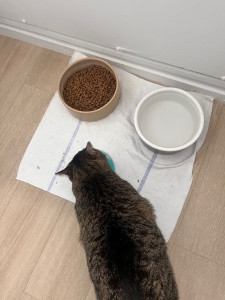 Photo de galerie - Garde d’un chat 