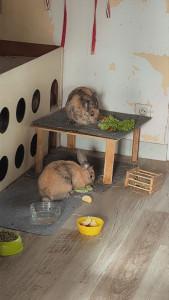 Photo de galerie - Petite boule de poil préfère 