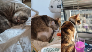 Photo de galerie - Garde de 3 chats