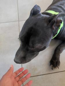 Photo de galerie - Garde chien au domicile de la petsitter. 