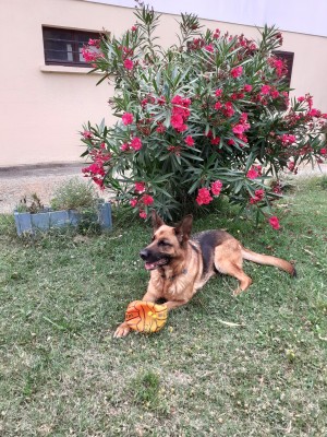 Photo de galerie - Garde chien