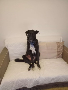 Photo de galerie - Voilà sanka