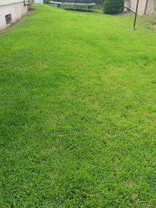 Photo de galerie - Tonte de pelouse - Débroussaillage