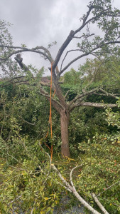 Photo de galerie - Rabattage d’arbre fruitier 