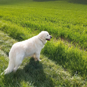 Photo de galerie - Garde chien