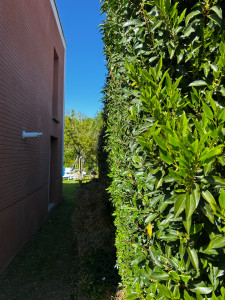 Photo de galerie - Taillage de haie 