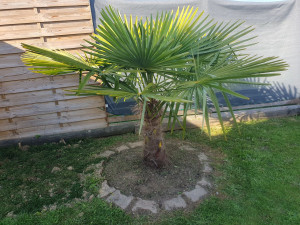 Photo de galerie - Plantation palmier ? 
avec Pavé pour délimitation 