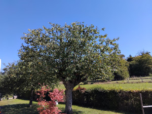 Photo de galerie - Taille de cerisier 