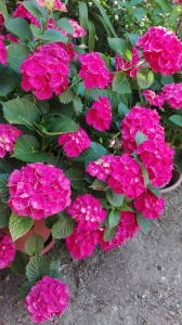 Photo de galerie - Fleurs