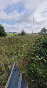 Photo de galerie - Tonte de pelouse - Débroussaillage