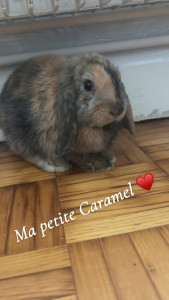 Photo de galerie - Je peux m'occuper des animaux