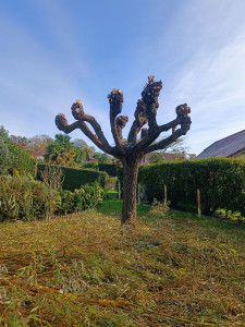 Photo de galerie - Elagage et coupe d'arbres