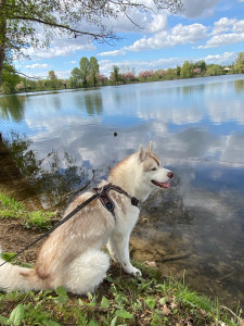 Photo de galerie - Garde de Volt