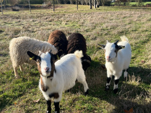 Photo de galerie - Possibilité d’eco pâturages pour petites surfaces de particuliers 