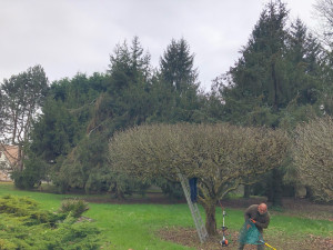 Photo de galerie - Taille d’arbres fruitiers