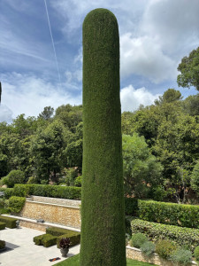 Photo de galerie - Cyprès 
