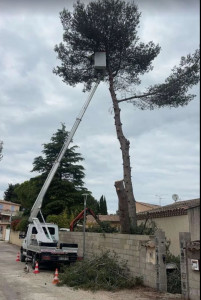 Photo de galerie - Elagage et coupe d'arbres