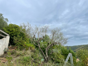 Photo de galerie - Elagage et coupe d'arbres