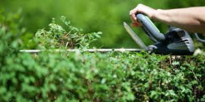 Photo de galerie - Taille de haie