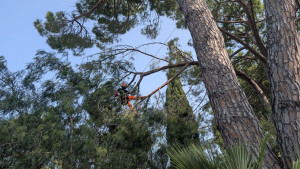 Photo de galerie - Taille d'un pin