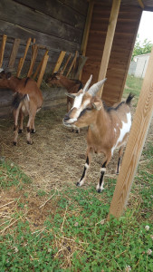 Photo de galerie - Je fais aussi les animaux de la ferme ☺️