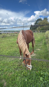 Photo de galerie - Je serai prête à garder vos chevaux 