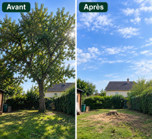 Photo de galerie - Abattage d’un arbre 