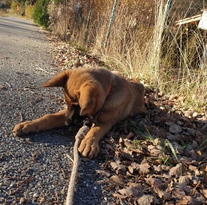 Photo de galerie - Garde animaux