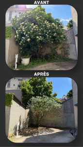 Photo de galerie - Elagage et coupe d'arbres